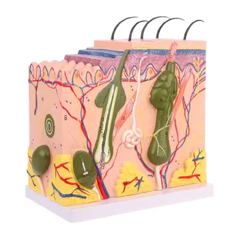 Простая в использовании модель человеческой кожи, увеличенный пластиковый анатомический блок специально для медицинского учебного пособия